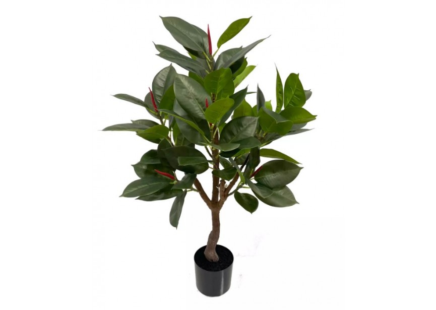 FICUS ROBUSTA 90CM