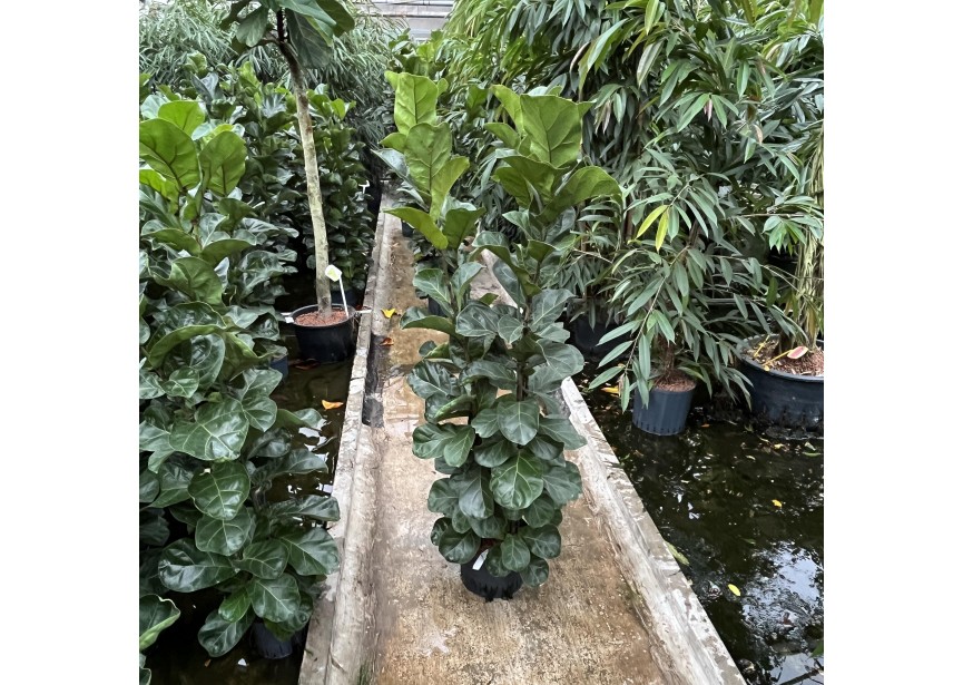 FICUS LYRATA BAMBINO 4PP 28/19 H130