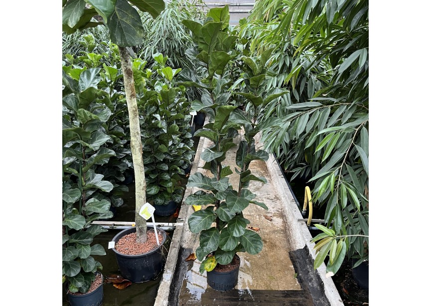 FICUS LYRATA BAMBINO 3-4PP 25-28/19 H180