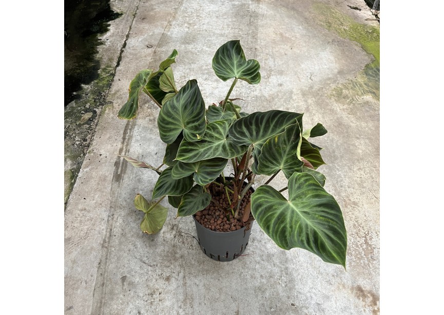 PHILODENDRON VERRUCOSUM 18/19 H60