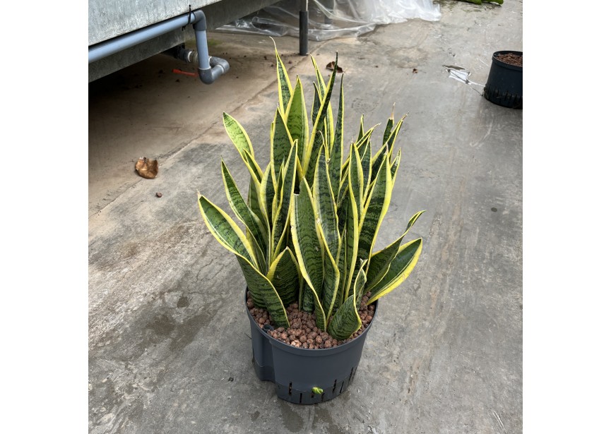 SANSEVIERIA LAURENTII 25/19 H60