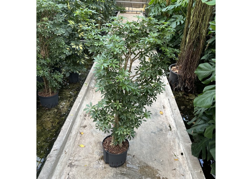 SCHEFFLERA  LUSEANA RAMIFIE 25/19 H130