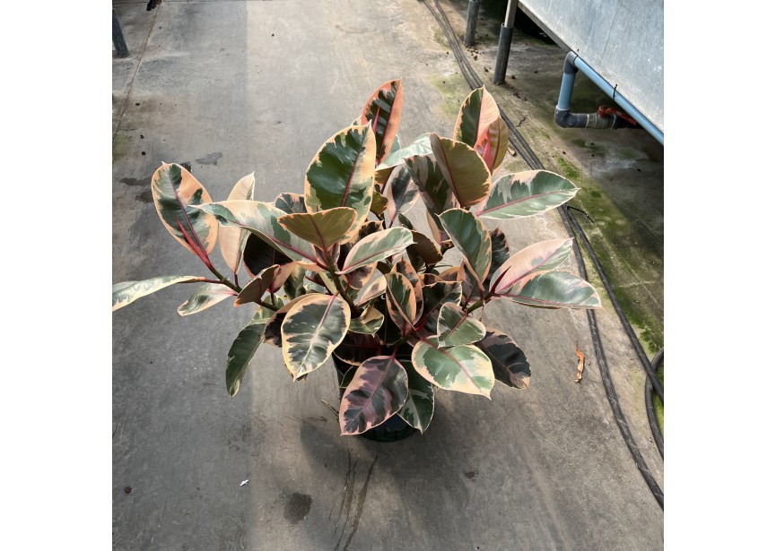 FICUS ELASTICA BELIZE 22/9 H70