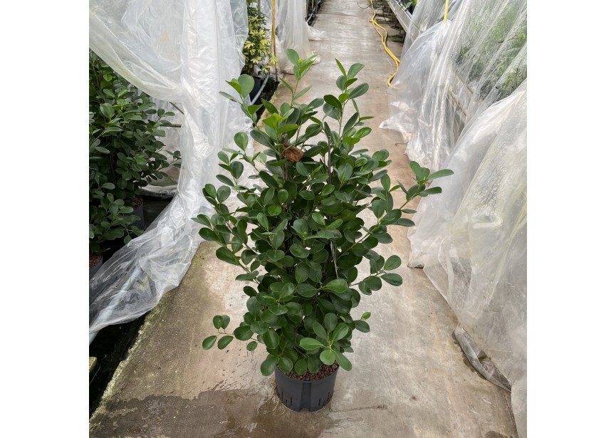 FICUS MOCLAME 2 PP 25/19 H120