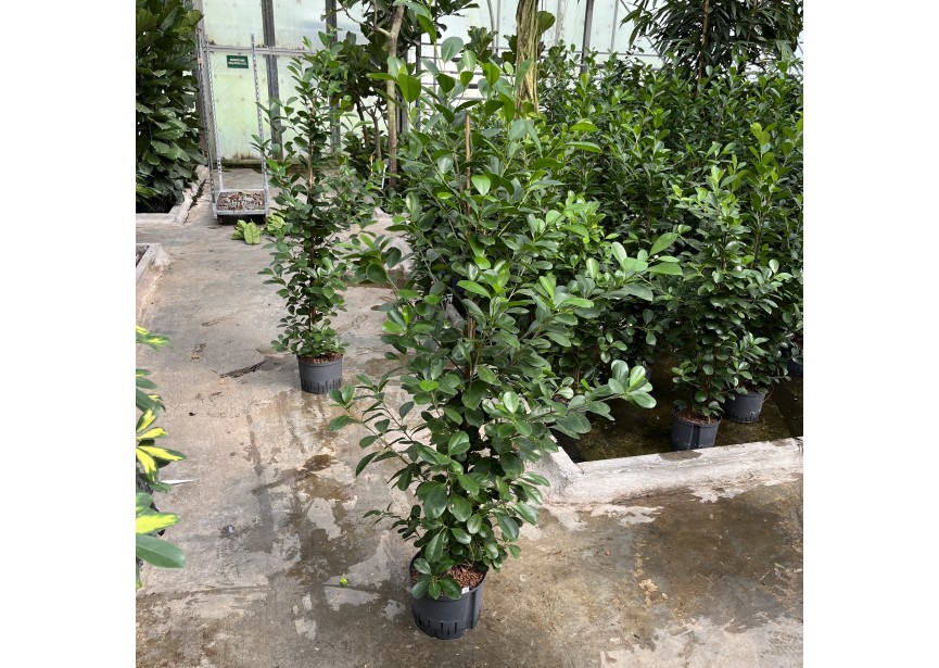 FICUS MOCLAME 1PP 25/19 H180