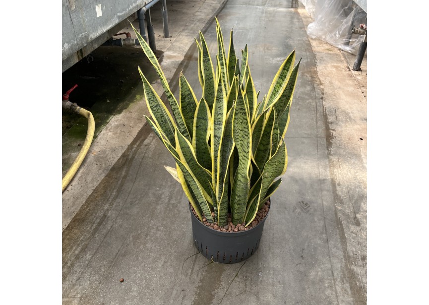 SANSEVIERIA LAURENTII 28/19 H65