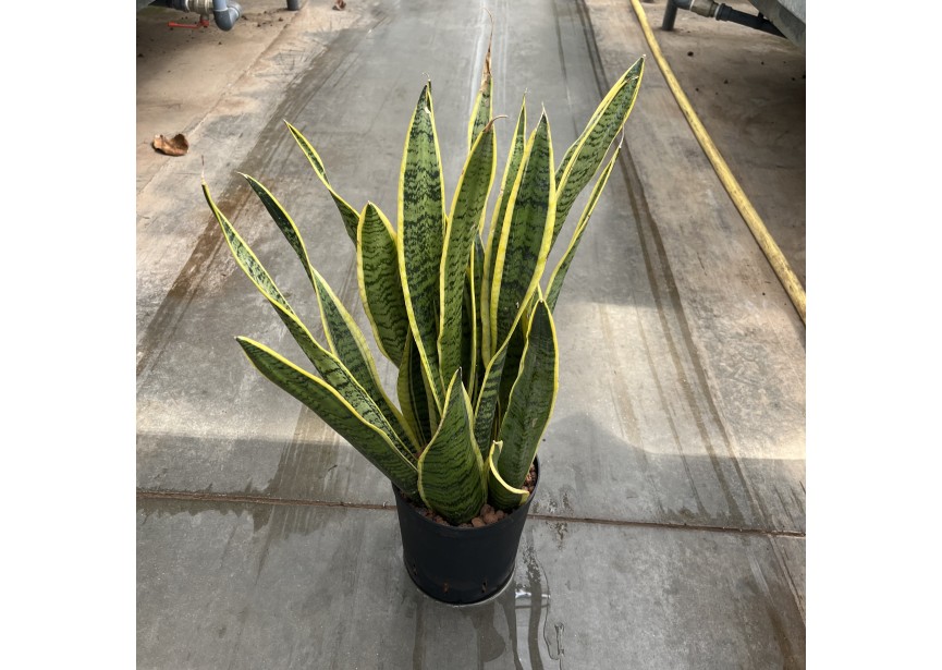 SANSEVIERIA LAURENTII 18/19 H65