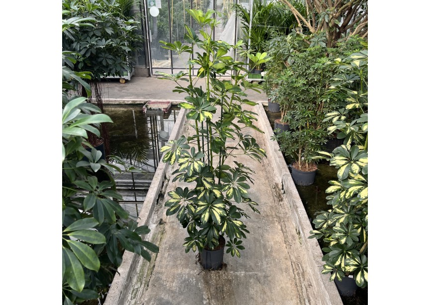 SCHEFFLERA GOLD CAPELLA 3PP 18/19 H150