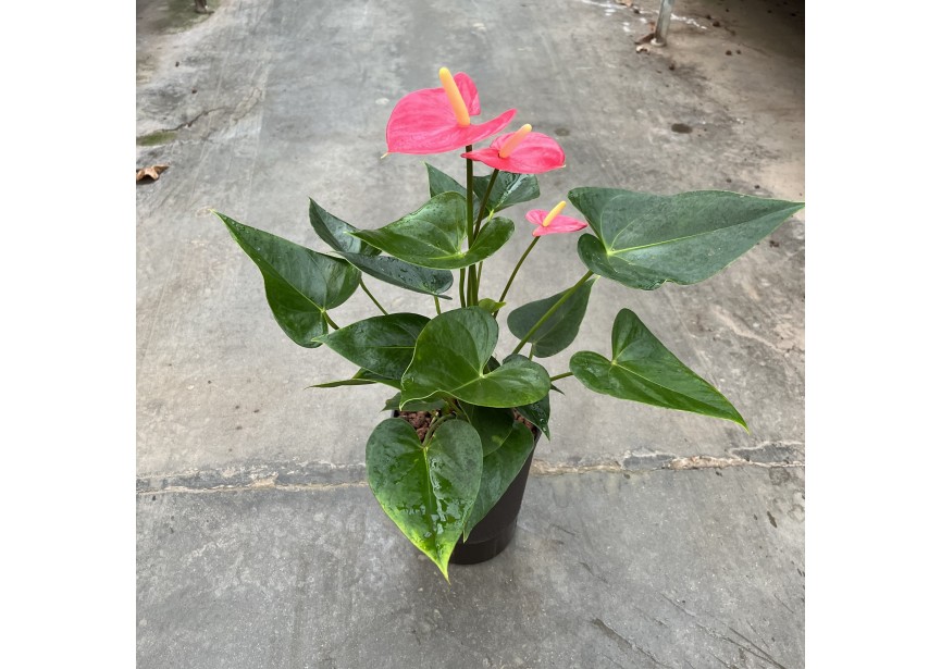 ANTHURIUM ANDREANUM PINK 15/19 H40