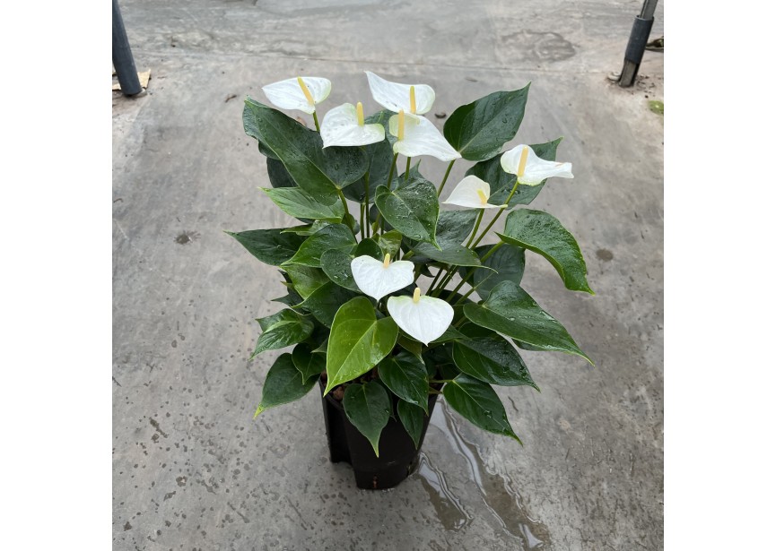 ANTHURIUM ANDREANUM WHITE 15/19 H50