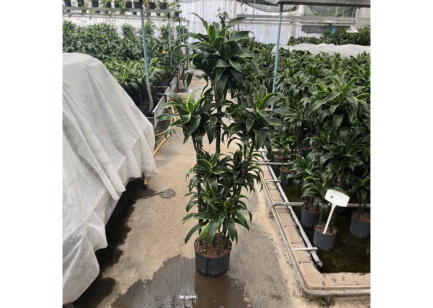 DRACAENA DORADO CARROUSEL 8ST 28/19 H160/165