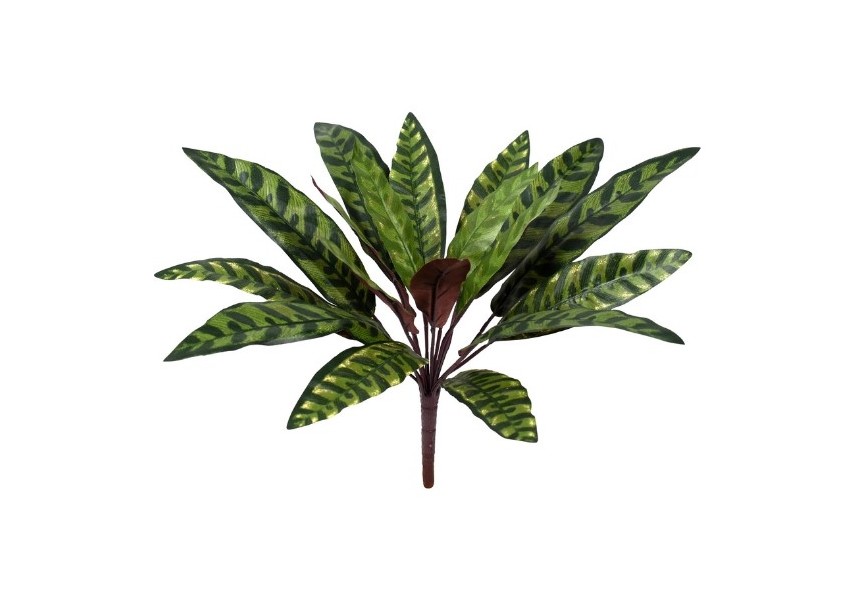 CALATHEA INSIGNIS 38CM FR