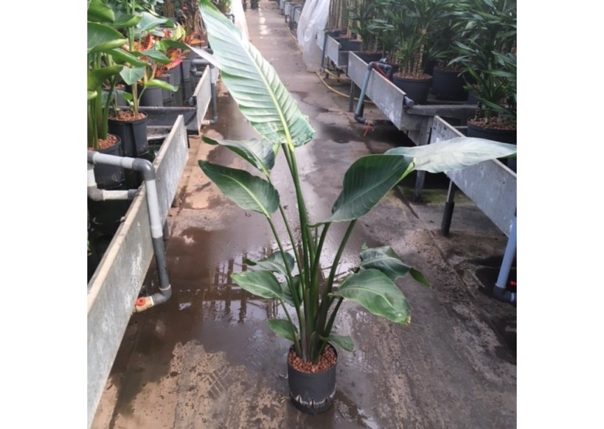 STRELITZIA NICOLAI 1PP 18/19  H100/120