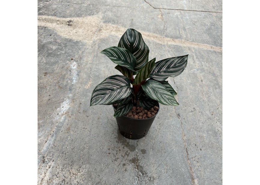 CALATHEA ORNATA  13/12 H30