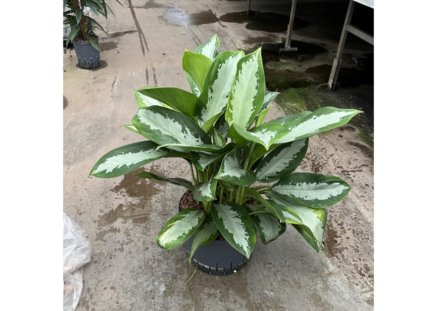 AGLAONEMA DIAMOND BAY 25/19 H60