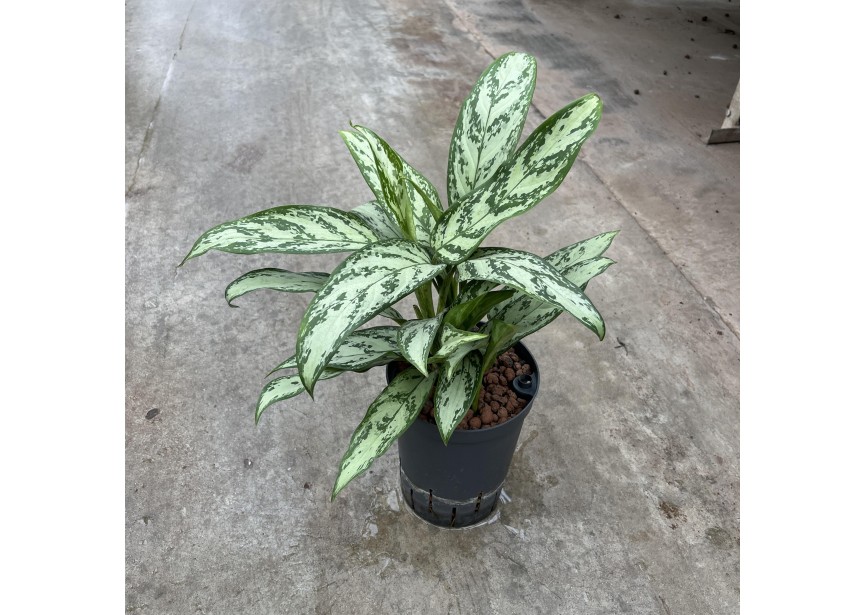 AGLAONEMA SILVER QUEEN 15/19 H40