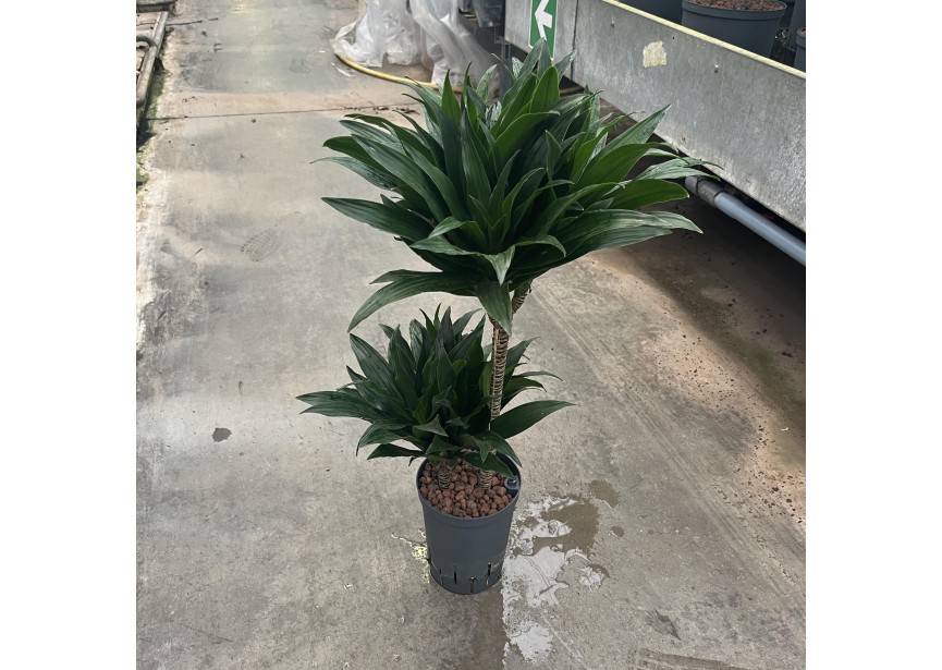 DRACAENA COMPACTA (45/15) 15/19 H80