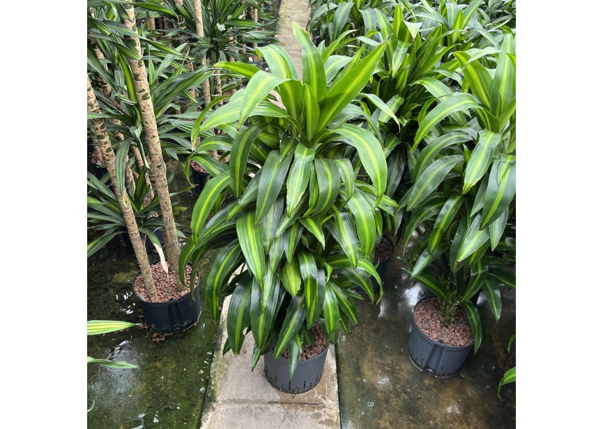 DRACAENA HAWAIAN SUNSHINE VERTAKT 18/19 H100