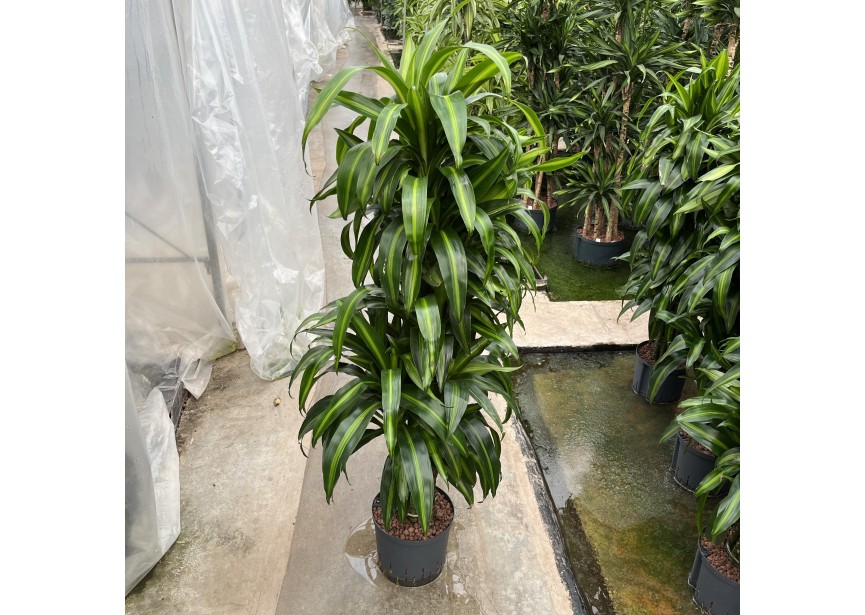 DRACAENA HAWAIAN SUNSHINE VERTAKT 22/19 H140