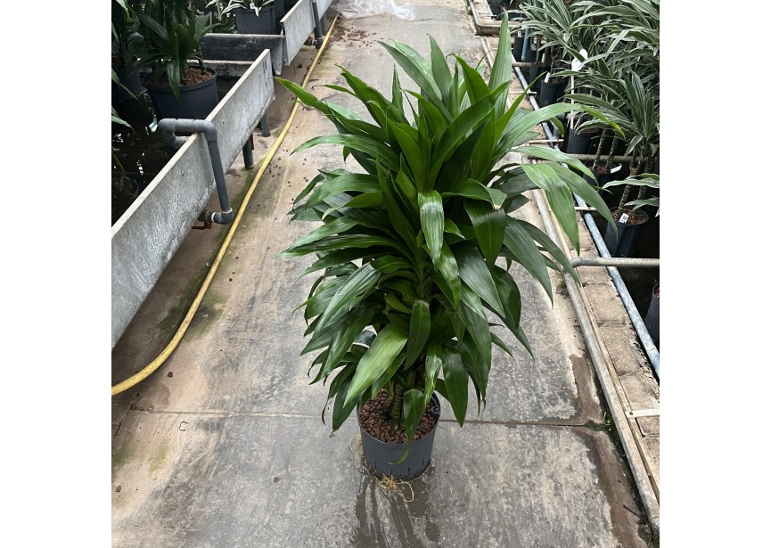 DRACAENA JANET CRAIG VERTAKT 22/19  H100