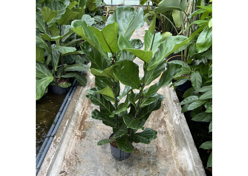 FICUS LYRATA 2 PP 22/19 H120