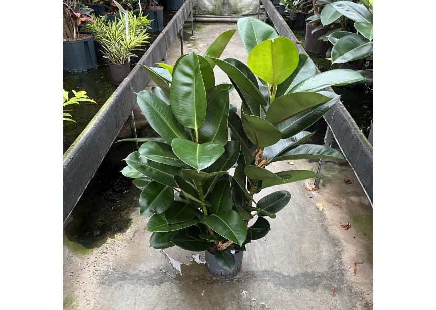 FICUS ROBUSTA VERTAKT 22/19 H100