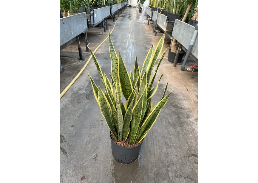 SANSEVIERIA LAURENTII 22/19 H75/80