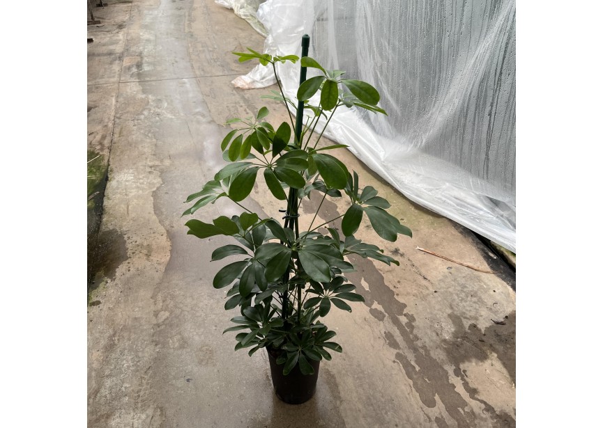 SCHEFFLERA COMPACTA 2PP 15/19 H60/80