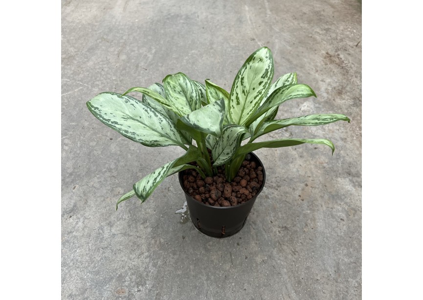 AGLAONEMA MARIA CHRISTINA 13/12 H40