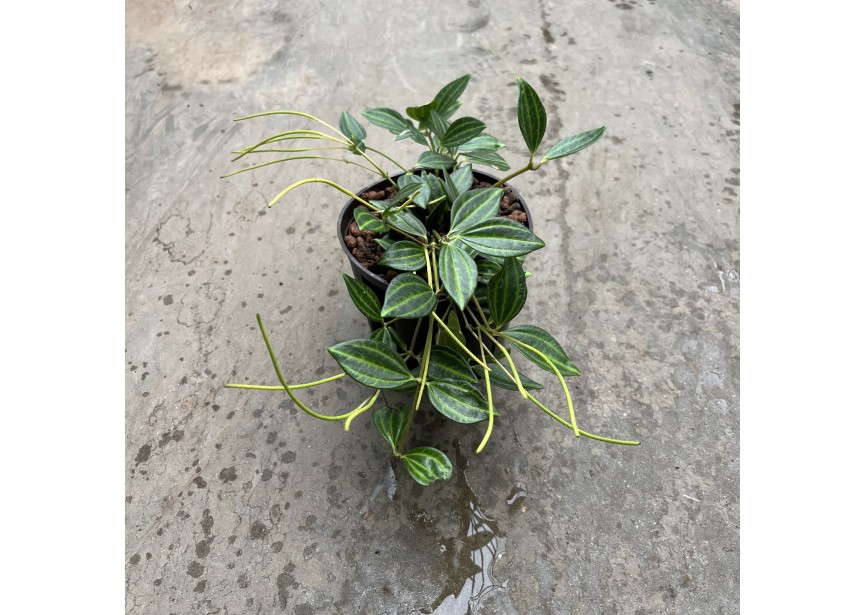 PEPEROMIA  DAHLSTEDII 13/12 H25