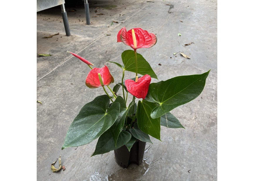 ANTHURIUM ANDREANUM ROT 15/19 H60