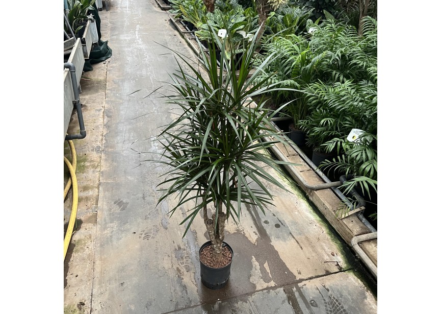 DRACAENA MARGINATA VERTAKT 18/19 H110/120