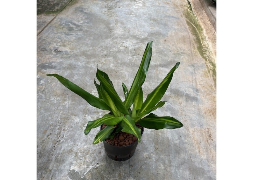 DRACAENA CINTHO KÖPFE  2PP 13/12 H3