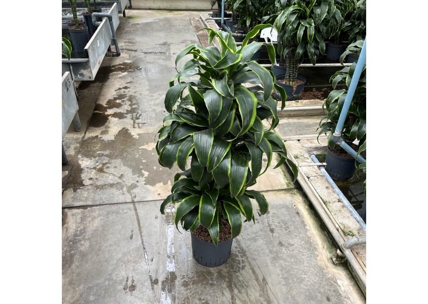 DRACAENA DORADO VERZWEIGT 22/19 H100