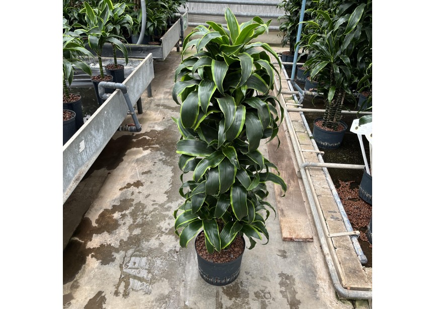 DRACAENA DORADO VERZWEIGT 25/19 H120