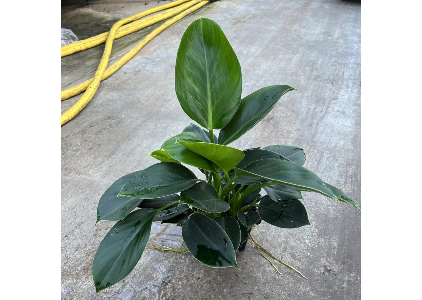 PHILODENDRON GREEN PRINCESS  13/12 H30