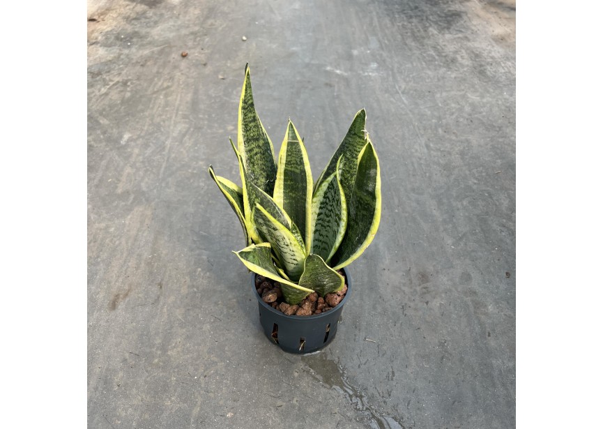 SANSEVIERIA SUPERBA 11/9 H30