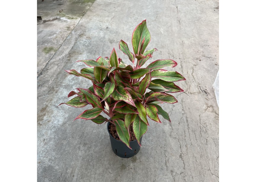 AGLAONEMA JUNGLE RED 13/12 H40