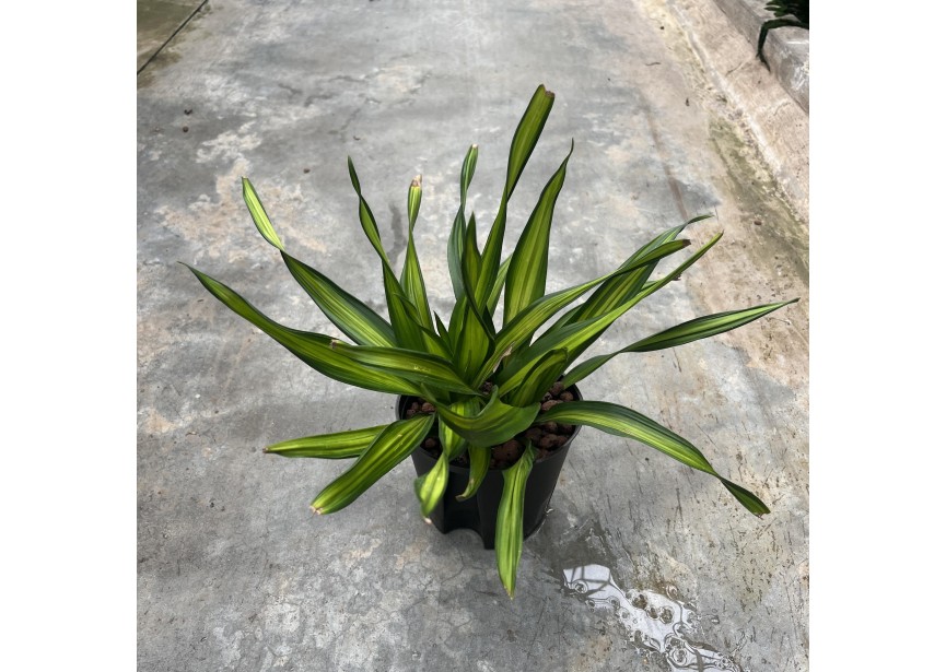 DRACAENA RIKI TETE 2PP 13/12 H30