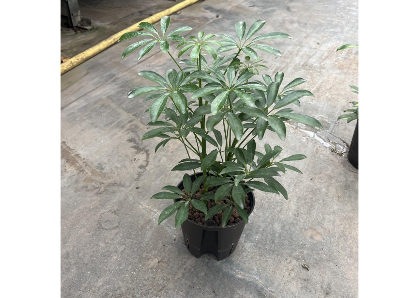 SCHEFFLERA ARBORICOLA 2PP  13/12  H35