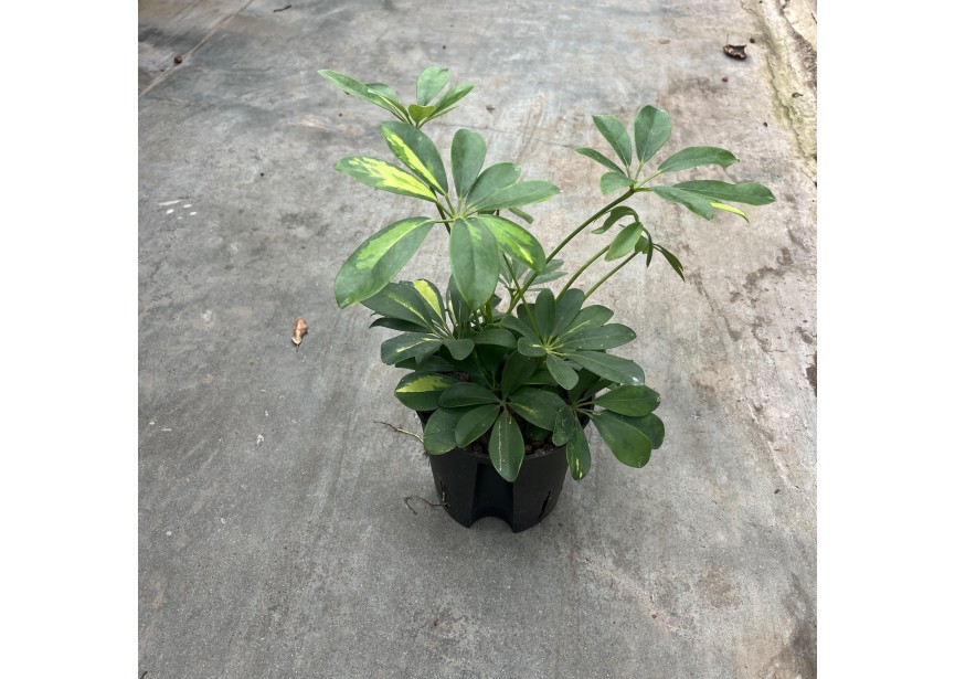 SCHEFFLERA GOLDEN CAPELLA 2PP 13/12 H35