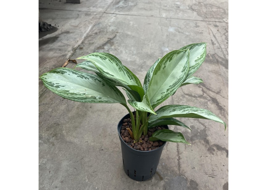 AGLAONEMA SILVER BAY 15/19 H35