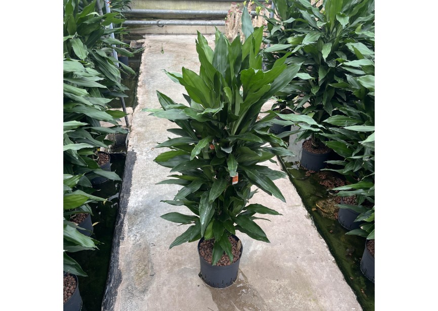 DRACAENA JANET LIND VERTAKT 22/19 H110