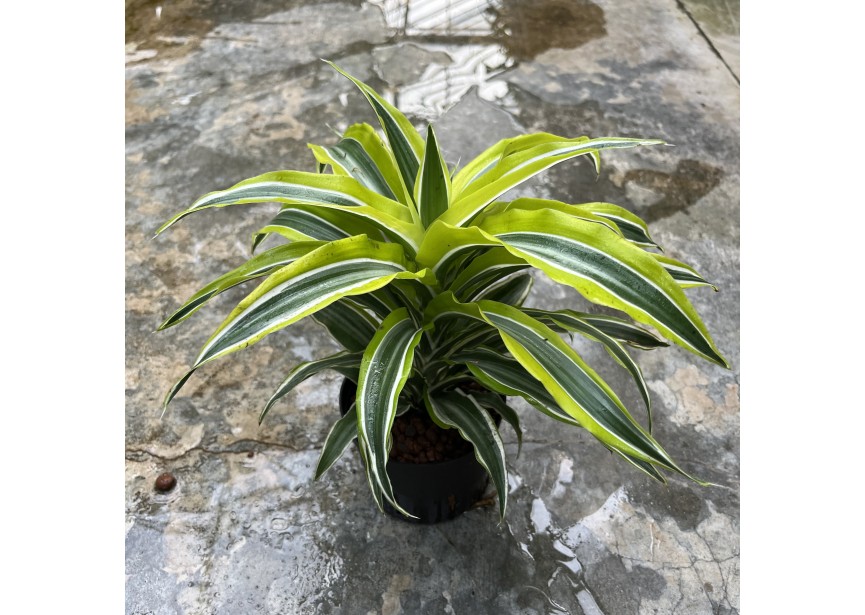 DRACAENA SURPRISE 11/9 H20