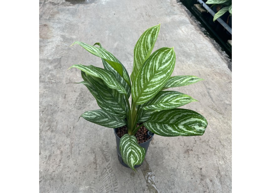 AGLAONEMA STRIPE 18/19 H70