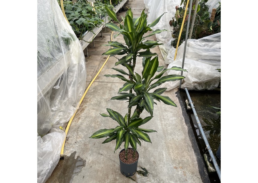 DRACAENA CINTHO (90/60/30) 18/19 H140