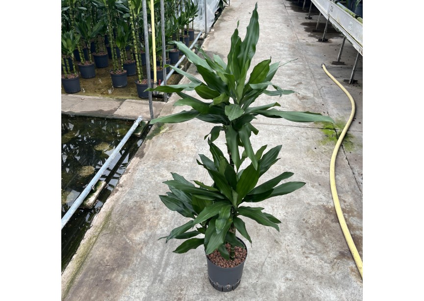 DRACAENA JANET LIND (60/30/15) 18/19 H100