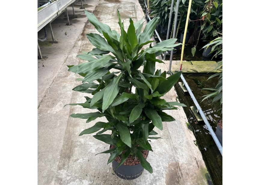 DRACAENA JANET LIND CARROUSEL 6ST 28/19  H100