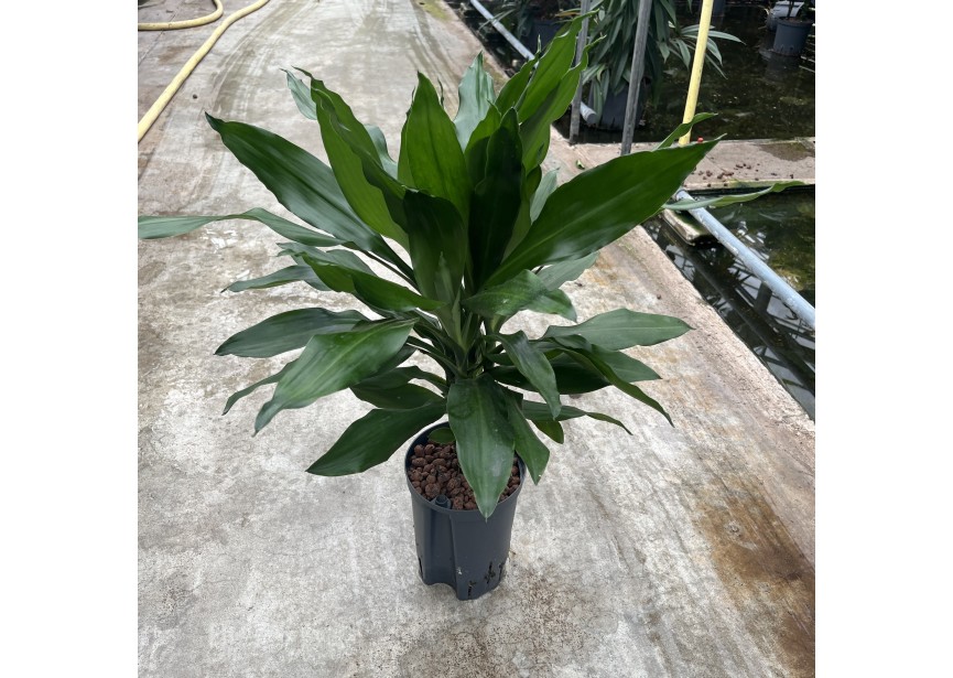 DRACAENA JANET LIND STAM    15/19 H50