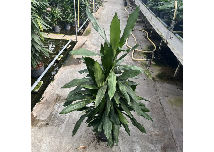 DRACAENA JANET LIND VERTAKT 18/19 H90